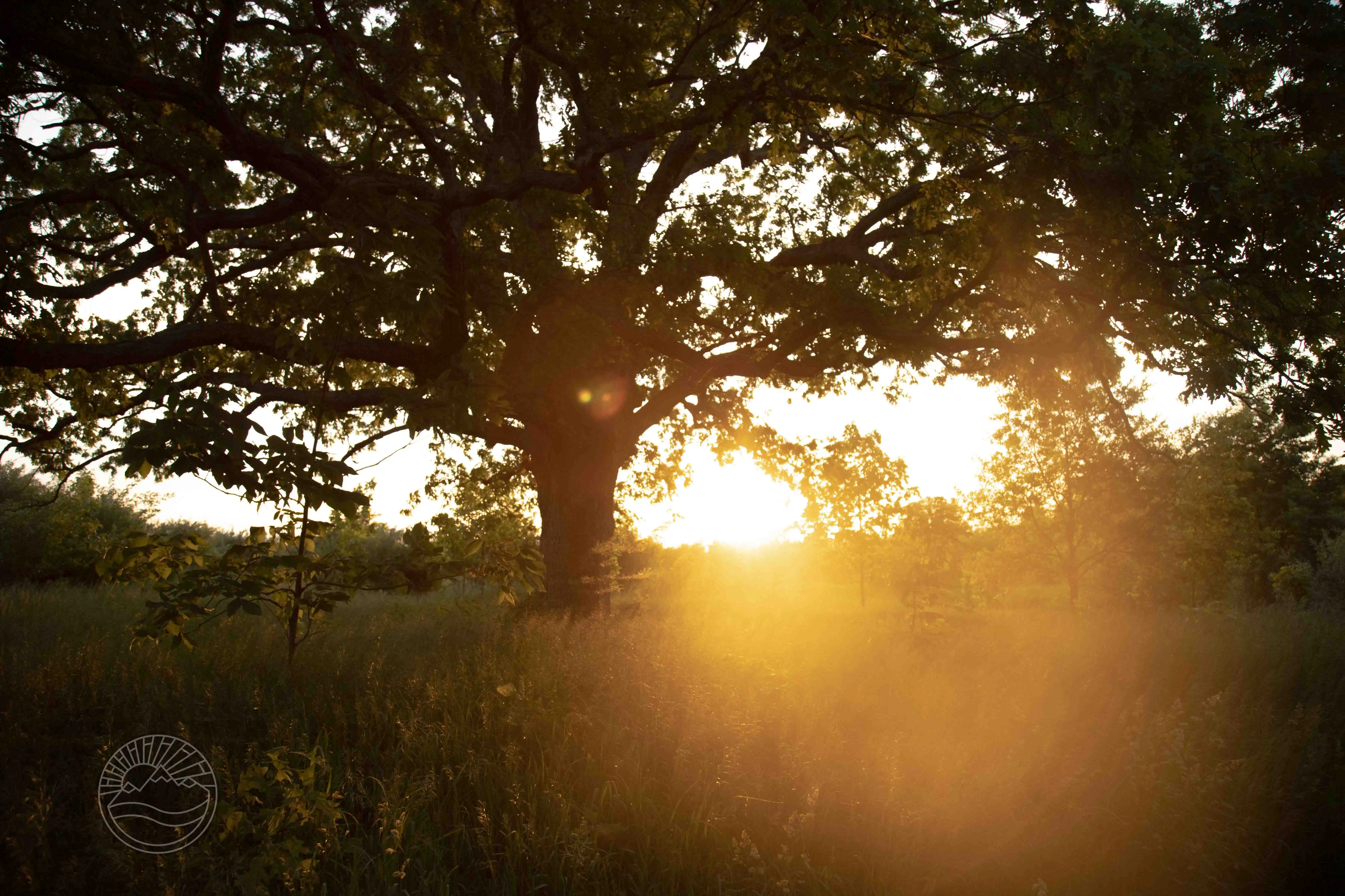 Golden Oak
