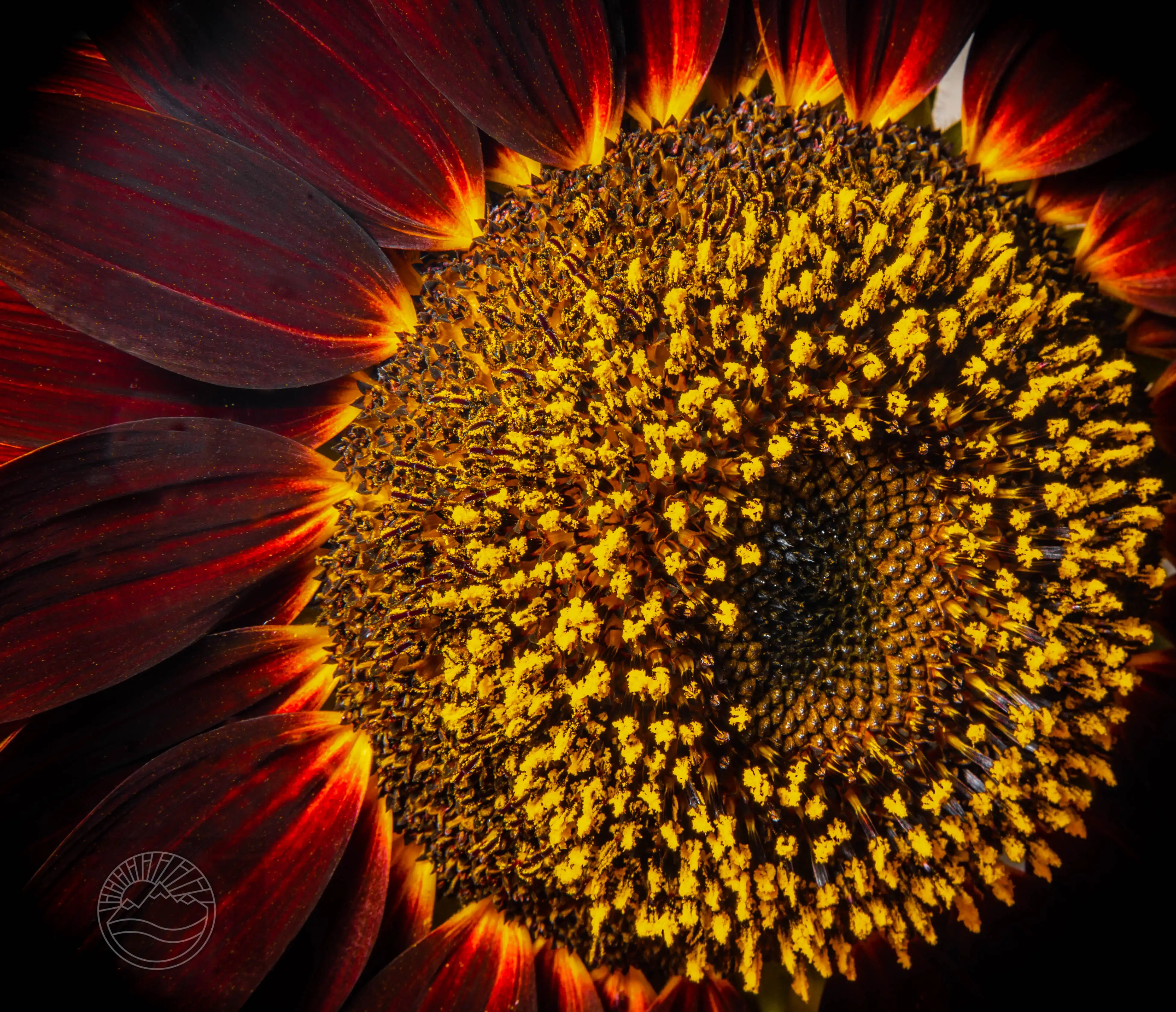 Golden Crown