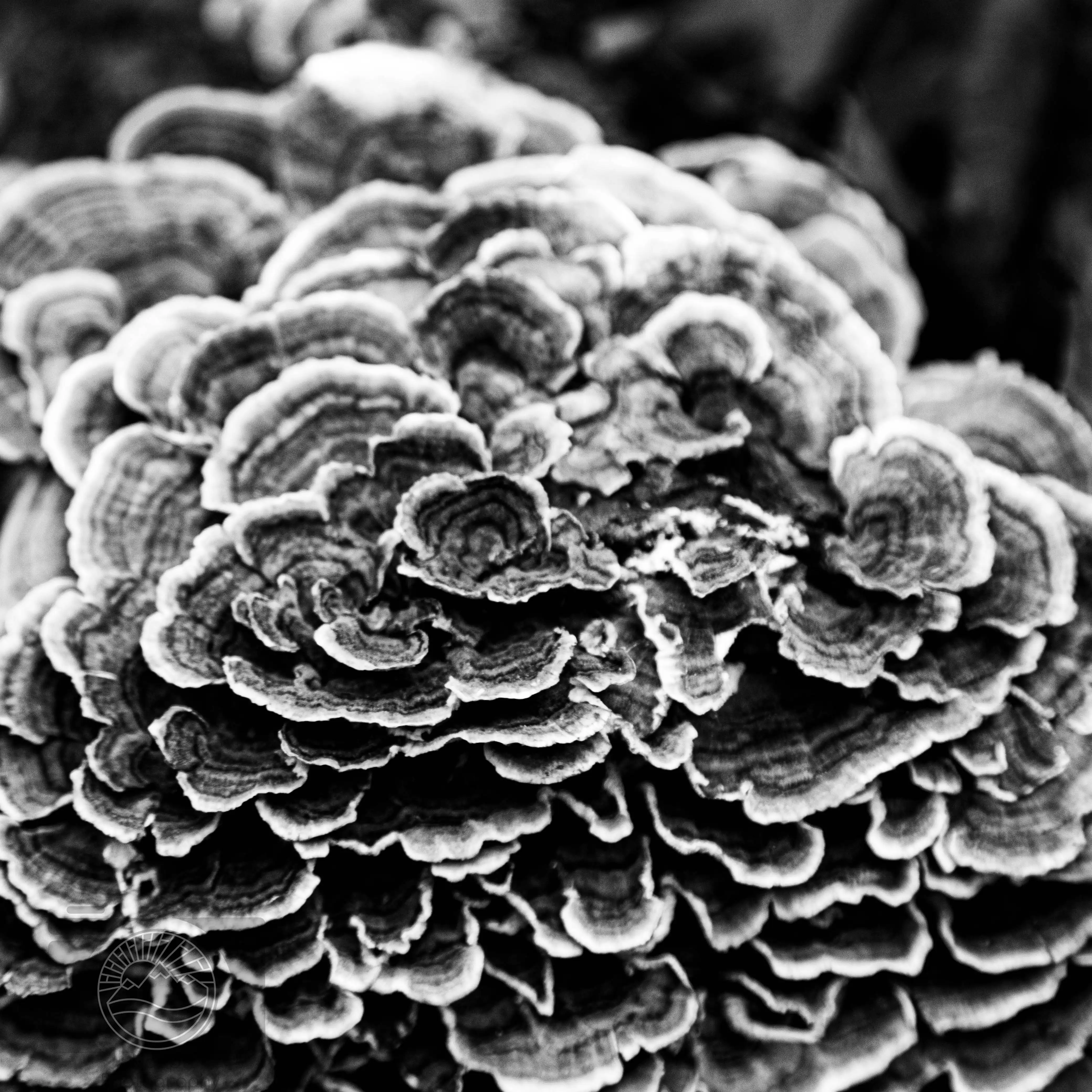 Topography of Decay