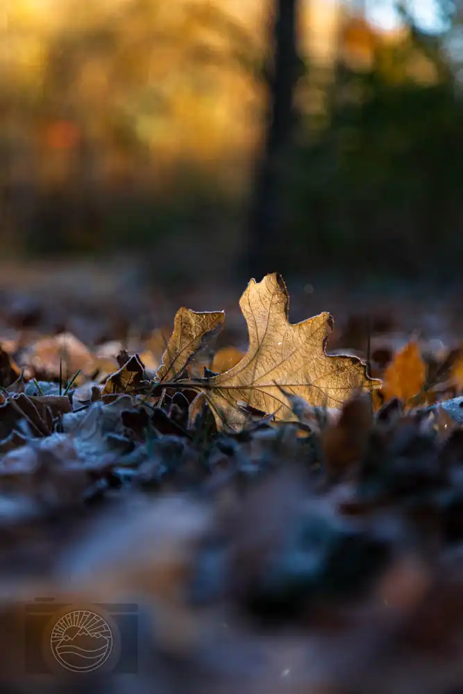 Seasons Edge